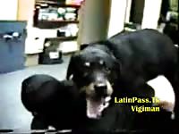 Endowed black animal giving a wanting masked obedient amateur wife every inch in this video