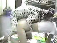 Sloppy slut mounted and drilled from behind by dog during a live streaming webcam show