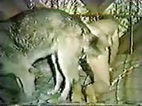 Inviting young whore happily bends over for bestiality sex with her dog while on live webcam