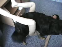 Brave married whore assumes the missionary position for zoophilia fuck with endowed K9