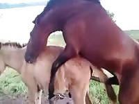 Fabulous zoo fetish movie captured by ranch hand that features horse fucking a willing mule