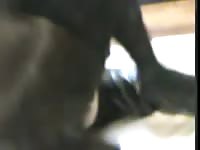 Glorious pussy pounding video captured by hubby as thick wife engages in zoophilia sex
