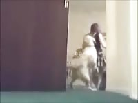 Dark-haired bitch is having sex with her dog for the first time