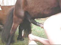Beast sex loving man maneuvers perfect so his horses big cock slides in his wanting ass
