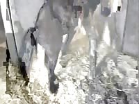 Pretty married whore exposing herself for hardcore sex romp with horse in this beast sex video