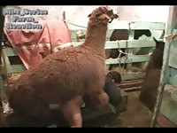 Brown-haired Russian milf likes having sex with beasts