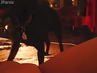 Gigantic black dog licking its bestiality sex craving sluts perfectly shaved cunt in this home id