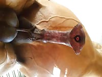 Incredible view of horses swollen cock and cum filled balls in this amateur zoo fetish video