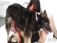 Lovely dark-haired females are having intercourse with a black dog