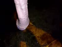 Proud horse owner with a zoo fetish captures home video as he holds his horses swollen cock
