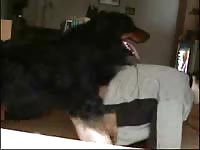 Horny Ukrainian woman is having sex with her boyfriend's dog