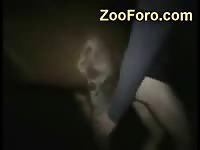 Boyfriend assists as his gay lover is mounted and fucked hard by horse in this beast sex movie