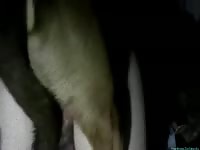 Masked stout woman is having intercourse with her neighbor's dog
