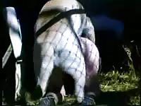 Wanting cougar getting her well-used cunt fucked good by an animal in this beast sex movie
