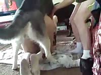 High-quality amateur beast fucking video features stunning married MILF banging a K9