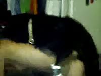 Brave skinny whore assumes doggystyle position for animal fuck with endowed black dog