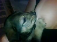 Lovely puppy loves milk of its mistress