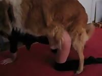 With her panties off this welcoming girlfriend engages in bestiality sex while on live webcam