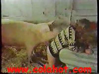Old pervert is having sex with a dog in the stables