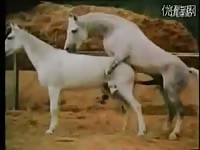 Zoo porn of horses for amateurs