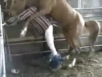 Nick likes getting fucked by his horse after work