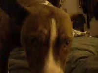 Horny pitbull licks her clean then fucks her