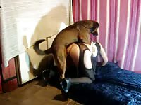 Big dog fucks sexy woman in lingerie