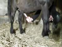 Black horse enjoys having intercourse with its new owner