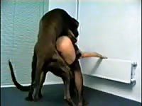Lovely brown-haired female gets unbelievably banged by her naughty dog