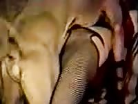 Old zoo mom enjoying some homemade animal sex with her dog