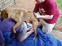 Lovely brown-haired bitch is getting ass-fucked by her dog in the park