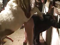 Gay man loves getting his asshole filled with horse cock