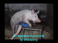 Drunk Russian dad is getting banged by his pig