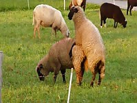 Hot shot of sheep fucking its female mate