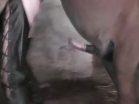 Hard horse fucks grandma in sexy lingerie