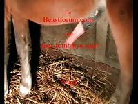Horny horse fucks the shit out of a busty milf