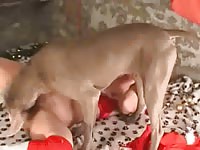Proud husband records the fun while his beautiful wife gets hammered by a mutt in this video