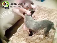 Dog licks milf's pussy clean then fucks her
