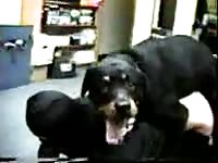 Masked man gets knotted by dog's red knot