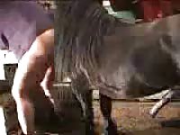 Fat daddy is having intercourse with his horse in the stables