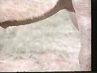 Donkey dick gets hard after seeing juicy pussy