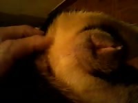 Horny well endowed lonely ex-husband sliding his big thick cock deep in his dogs asshole