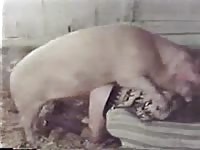 Farmers wife getting fucked by pig's huge curly cock in the sty