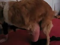 Attractive American female adores fucking with animals after work