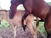 Horse slides it's giant cock up a donkey's hole down at the farm