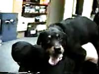 Kinky housewife wearing a mask as her dog pumps her hole