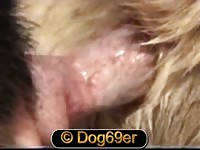 Brazen pervert enjoys sucking his dog's dick in the living room