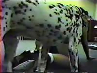 Amateur PAWG gets down on the floor and lets her dog fuck her hard