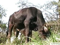 Dude milking this cocks huge cock until it squirts all over him