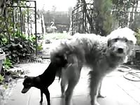 Rare zoophilia video features a large fluffy white dog knocked deep inside a tiny little K9